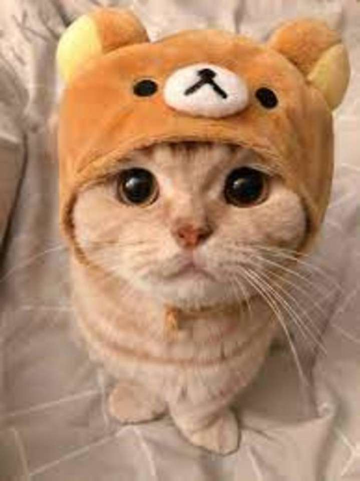 Aranyos macska. kirakós online