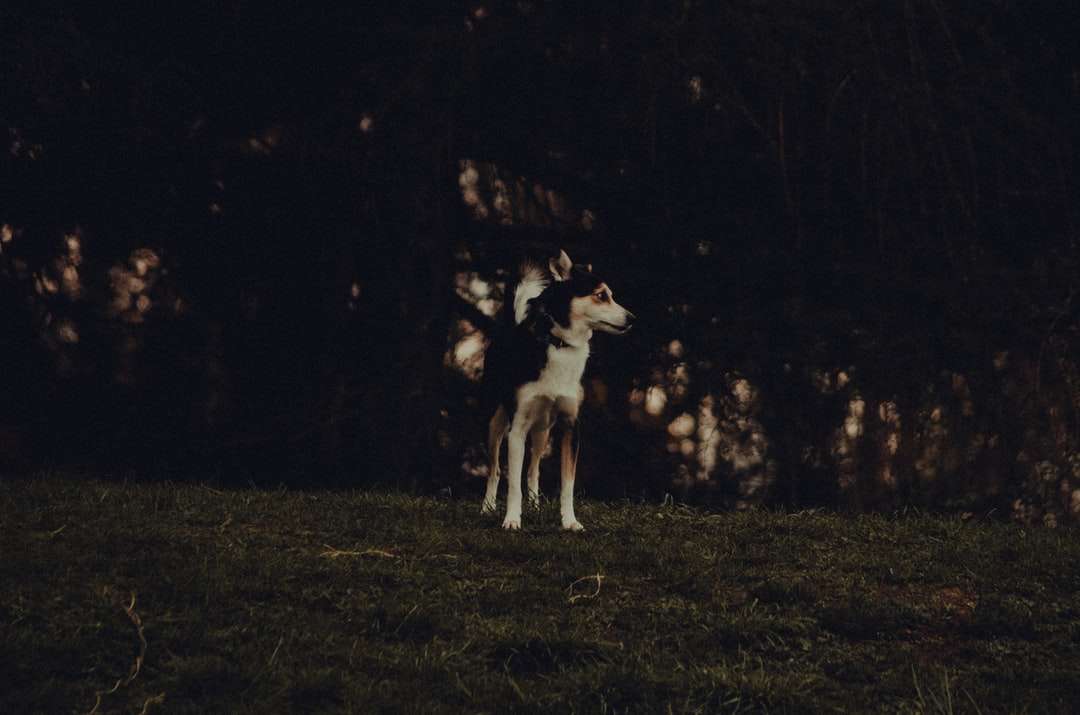 Perro de abrigo corto blanco y negro de pie en campo de hierba rompecabezas en línea
