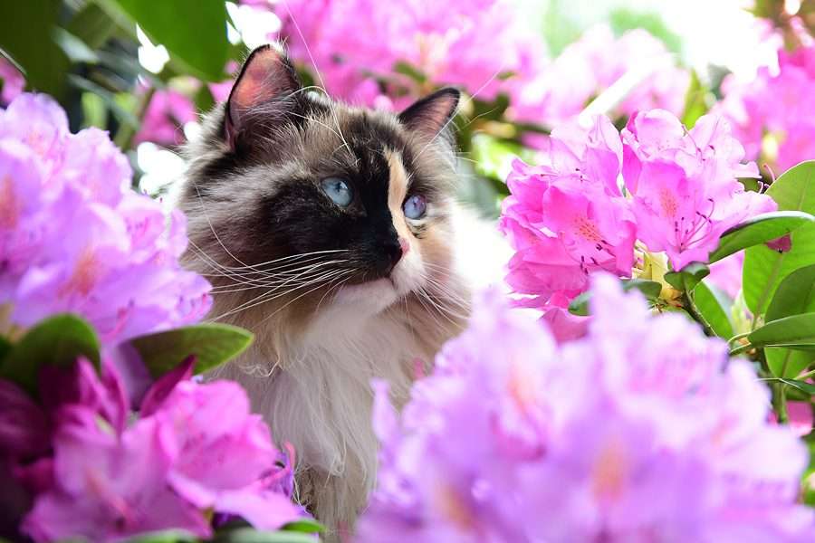 Zit kitten in bloemen online puzzel