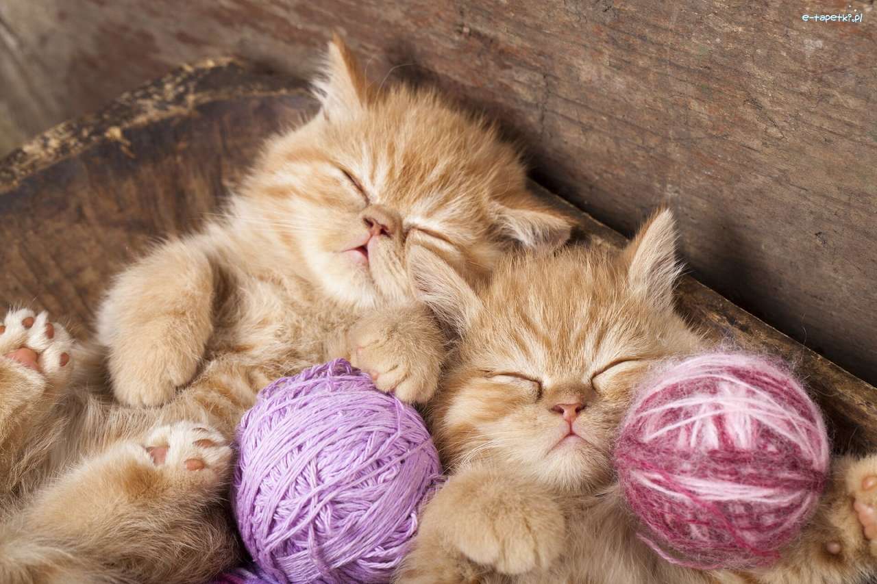 Pisicile mici de dormit jigsaw puzzle online