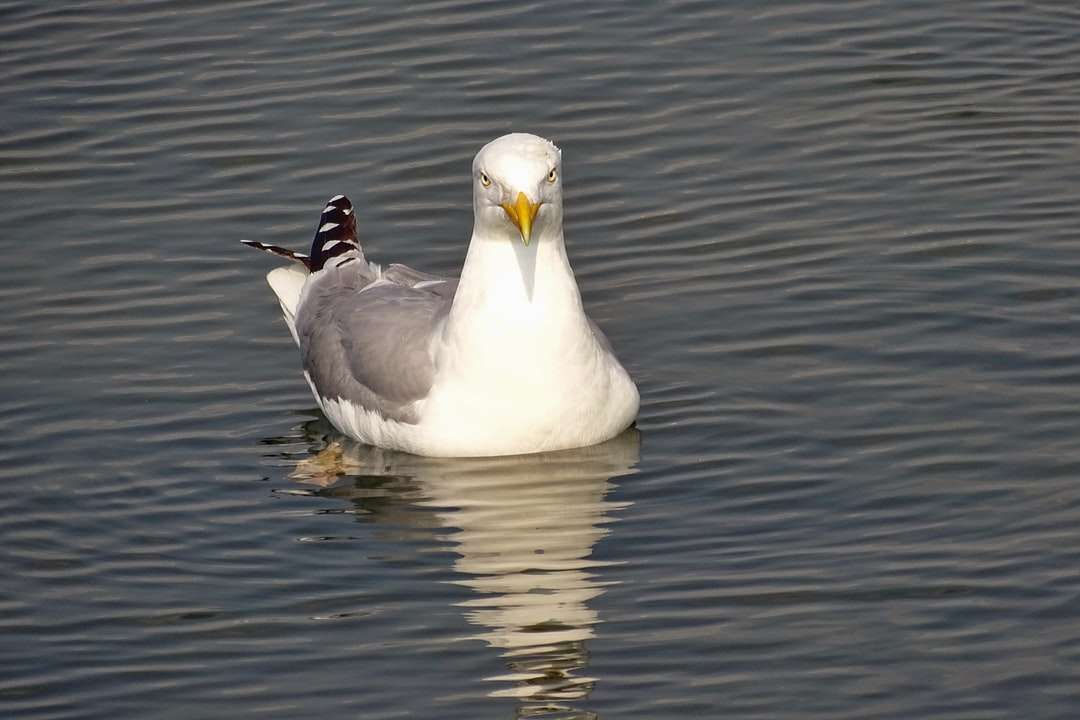 Duck alb pe apă în timpul zilei puzzle online