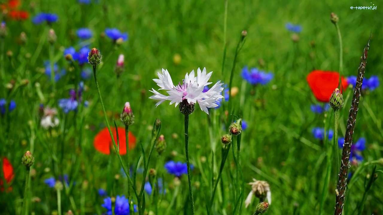 Κόκκινα, μπλε και άσπρα λουλούδια παζλ online