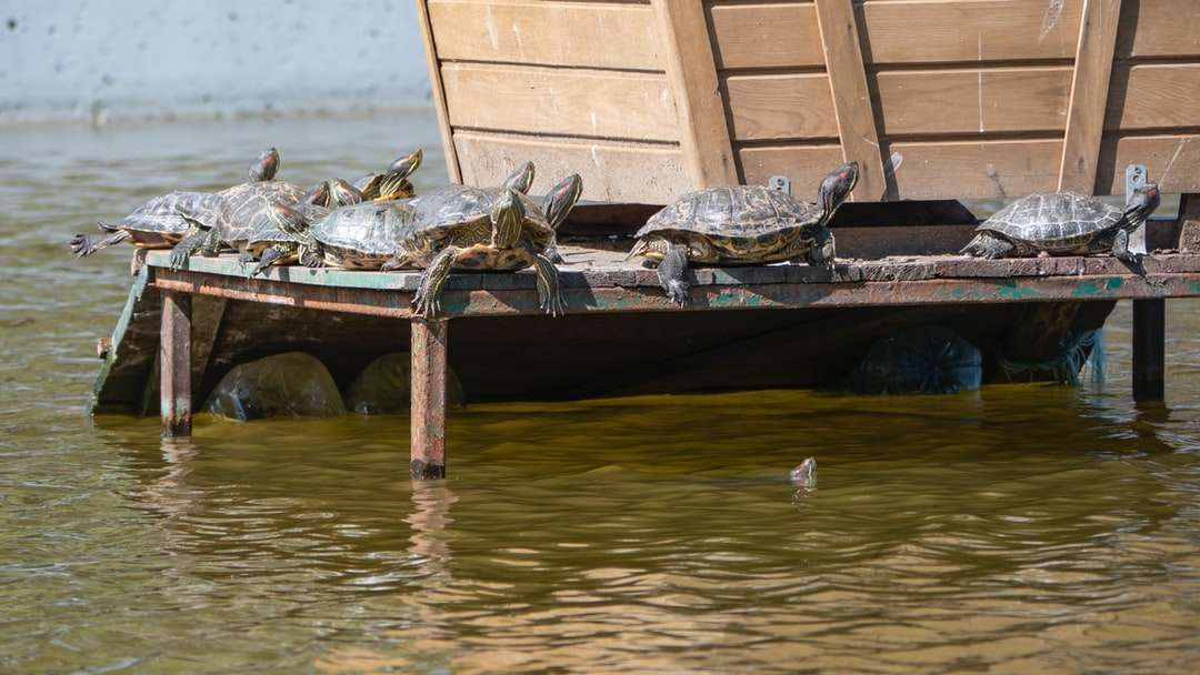 Καφέ ξύλινη βάρκα στο νερό κατά τη διάρκεια της ημέρας παζλ online