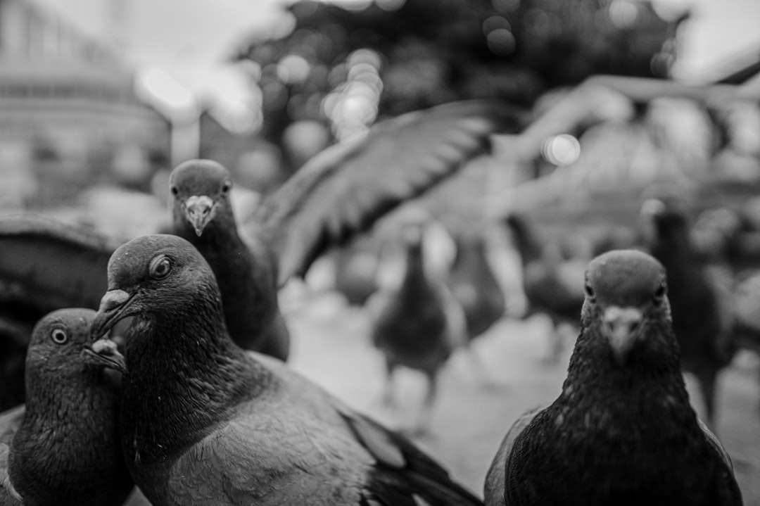 Graustufenfoto von zwei Vögeln Puzzlespiel online