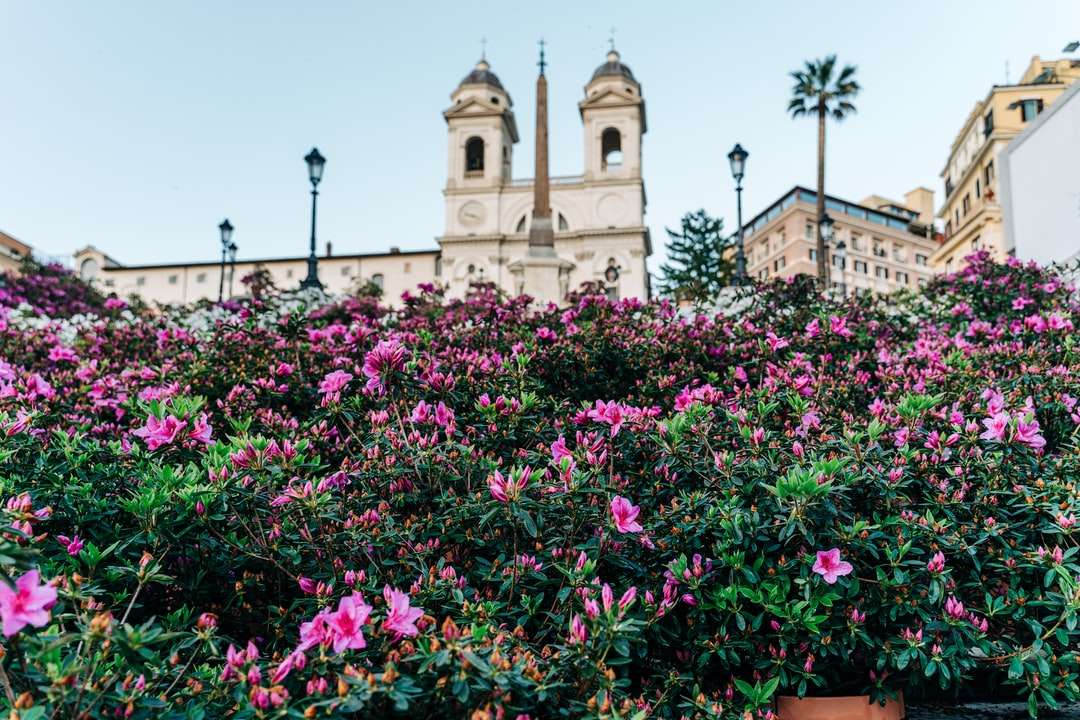Rózsaszín virágok barna beton épület közelében nappali online puzzle