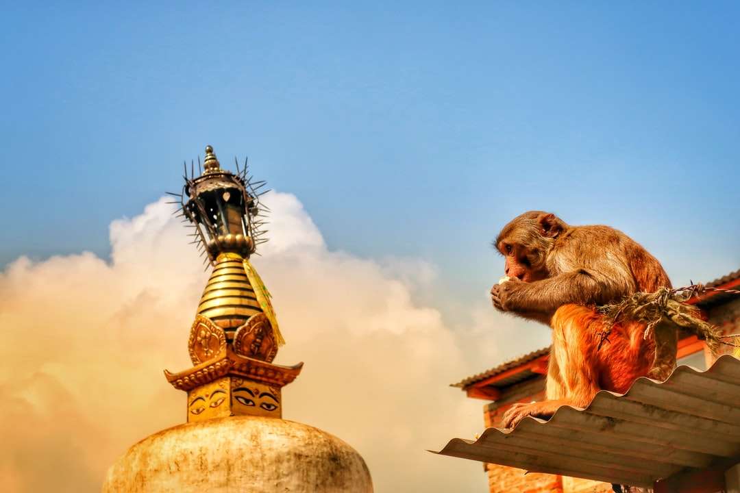 Scimmia marrone sulla statua dell'oro puzzle online
