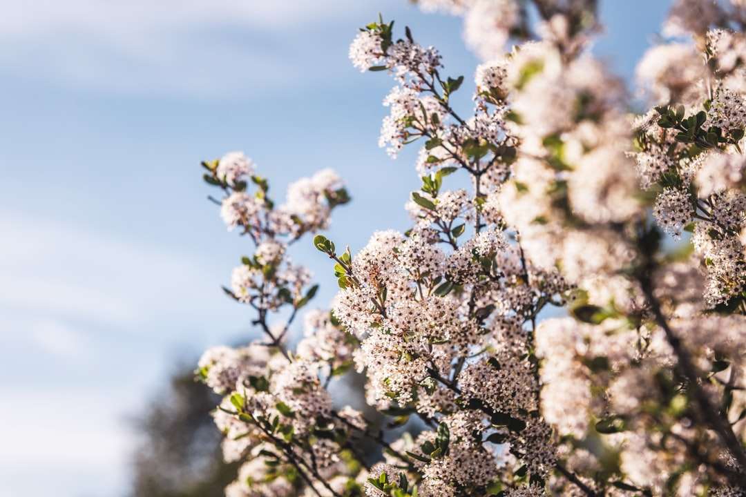 білий вишневий цвіт у крупним планом фотографії пазл онлайн