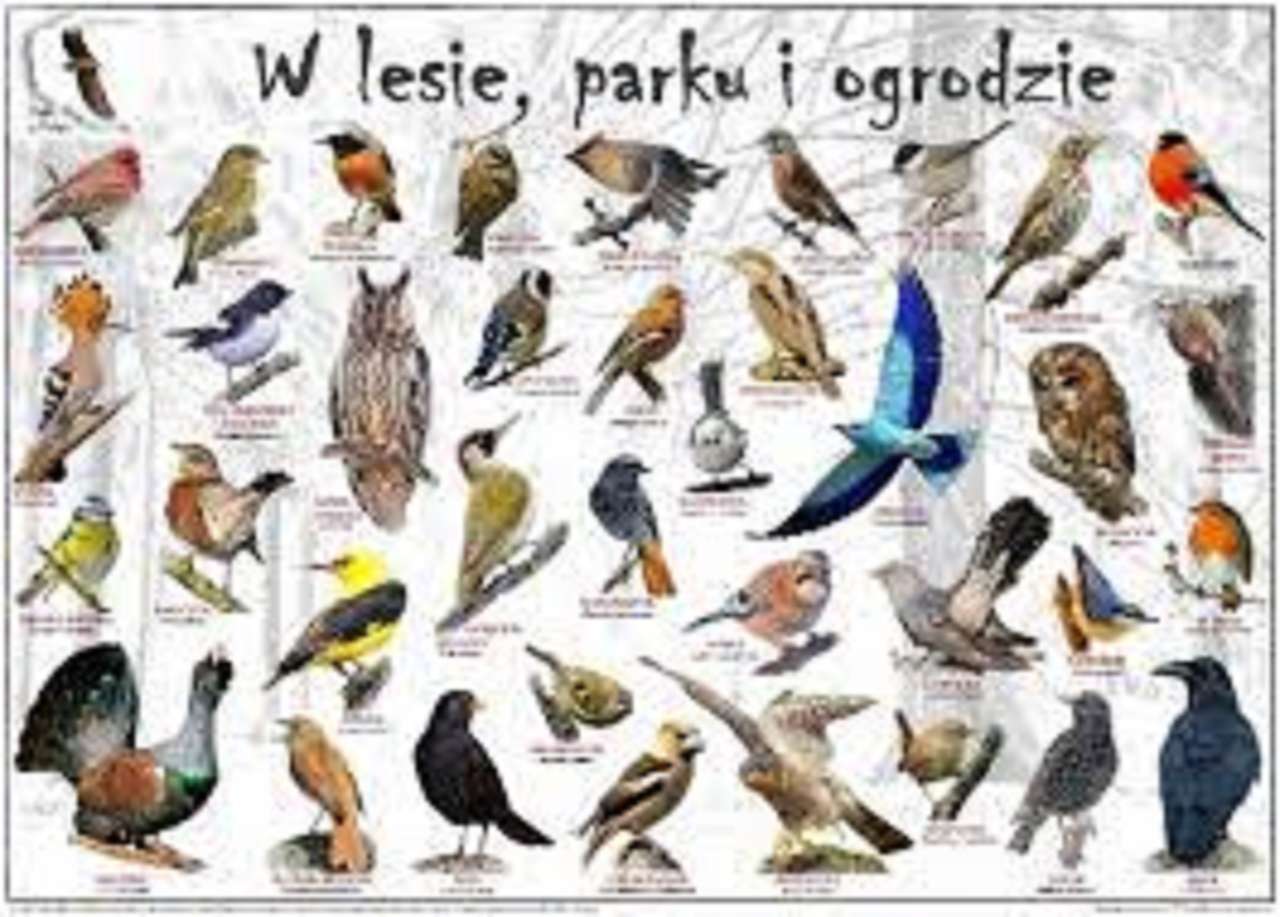 Polska fåglar som finns i skogen, parken och trädgården pussel på nätet
