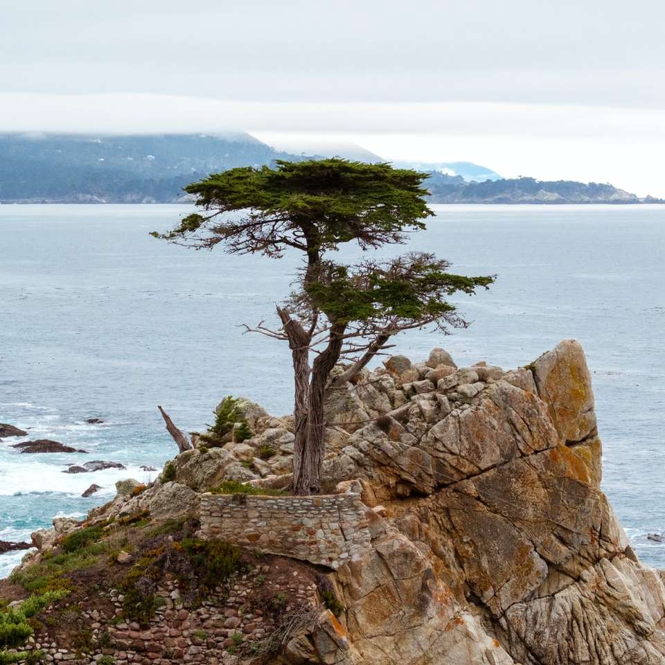 green tree on brown rock formation near body of water jigsaw puzzle online