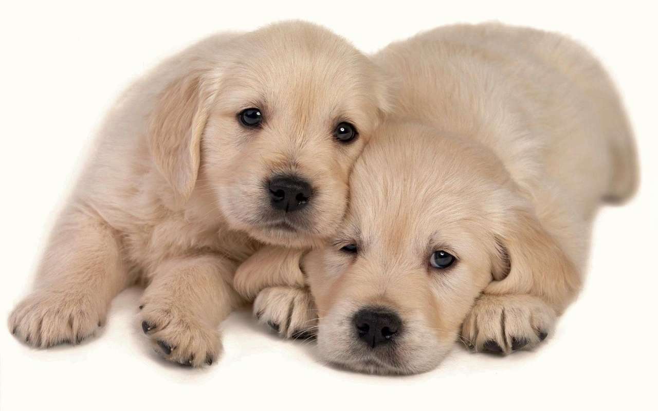 Dos cachorros pequeños, dulces. rompecabezas en línea