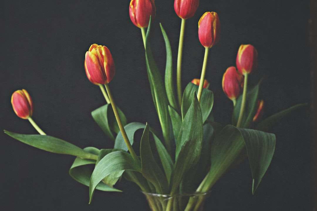 Tulipes rouges dans un vase en verre clair puzzle en ligne