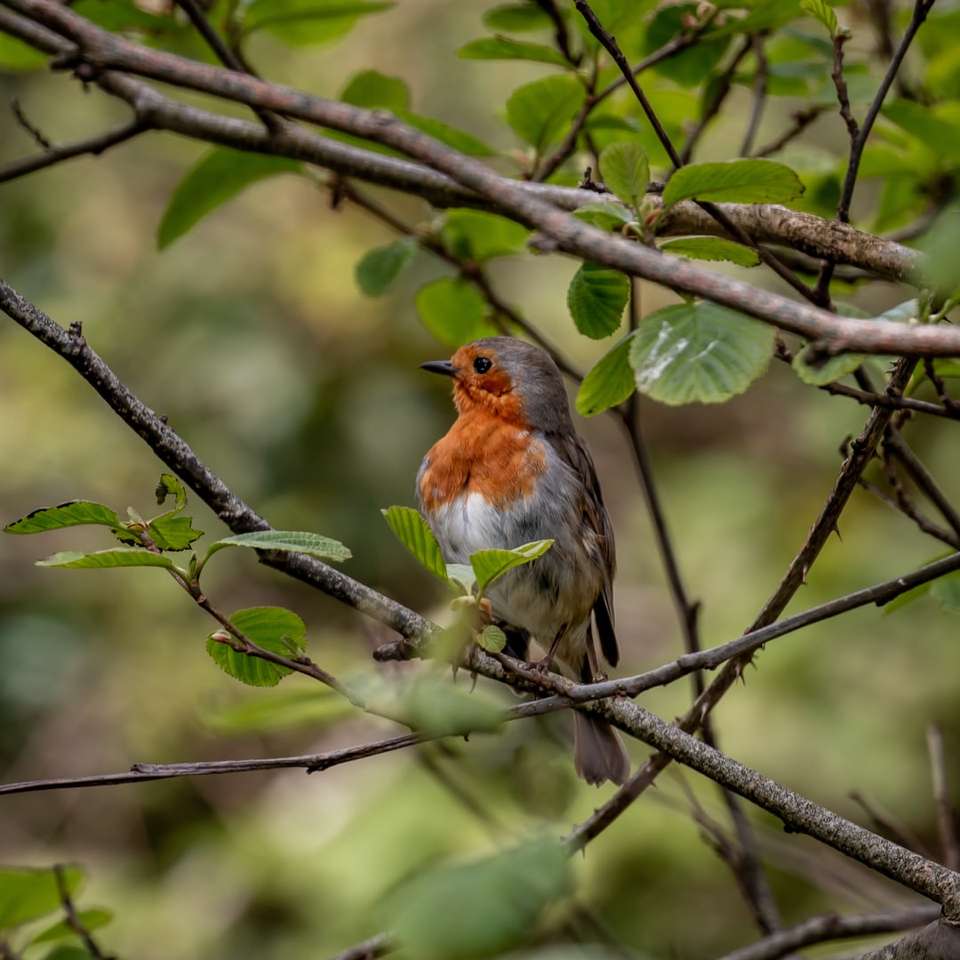 Brauner und orangefarbener Vogel auf Baumast während der Tageszeit Online-Puzzle