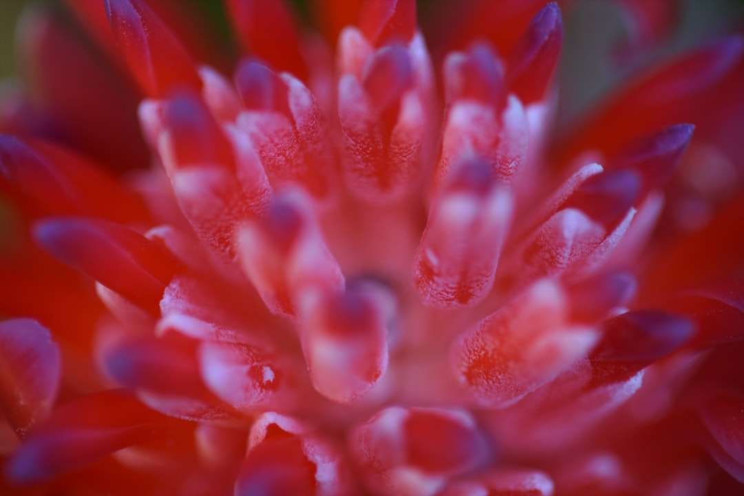 röd blomma i makro linsfotografering Pussel online