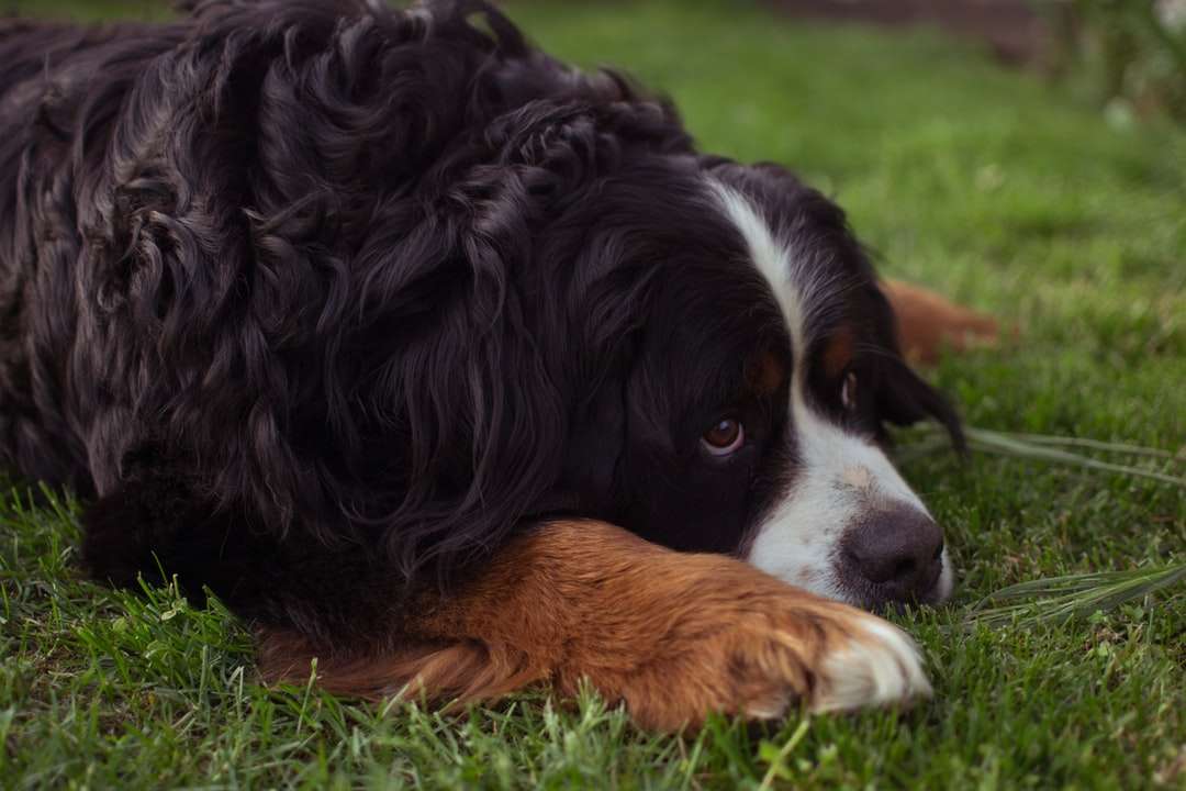 緑の草の上に横たわっている黒と茶色の長いコーティングされた犬 ジグソーパズルオンライン