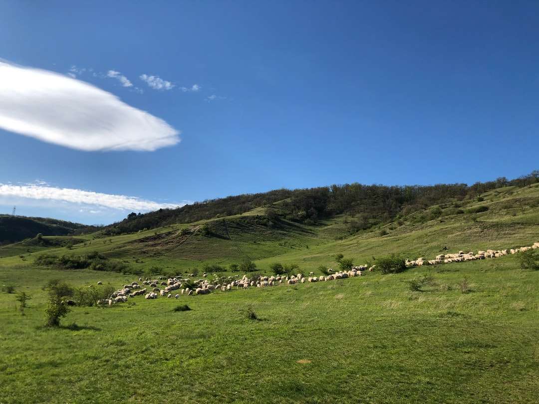 Зелено тревно поле близо до планината под синьо небе онлайн пъзел