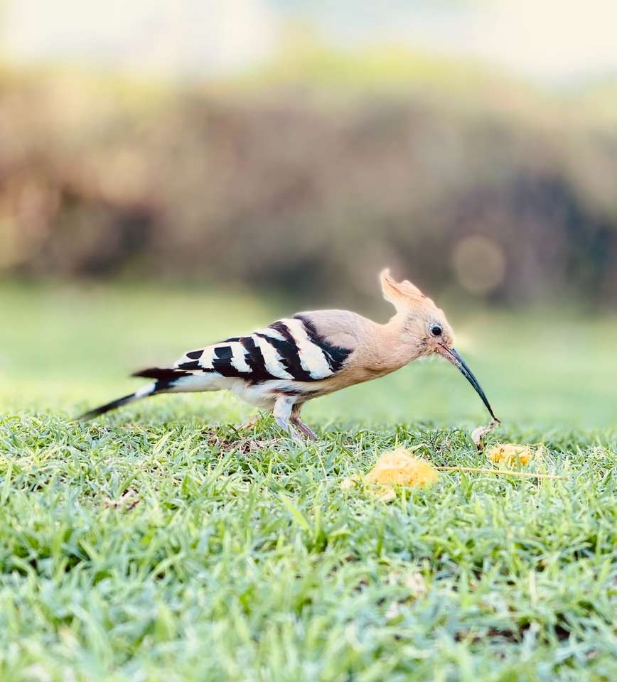 Черна и бяла птица на зелена трева през деня онлайн пъзел
