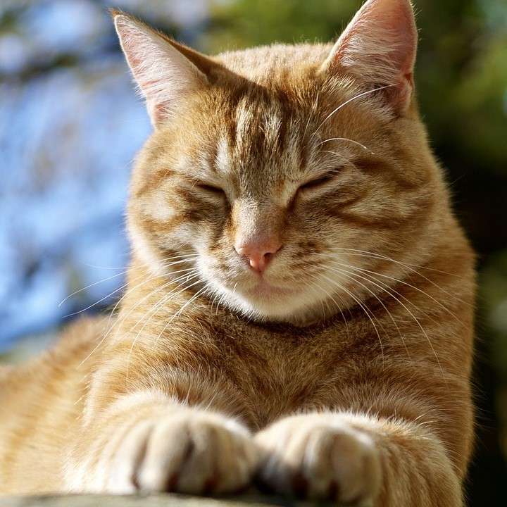Sömnig kattunge pussel på nätet