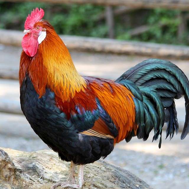 Rooster..... online puzzle