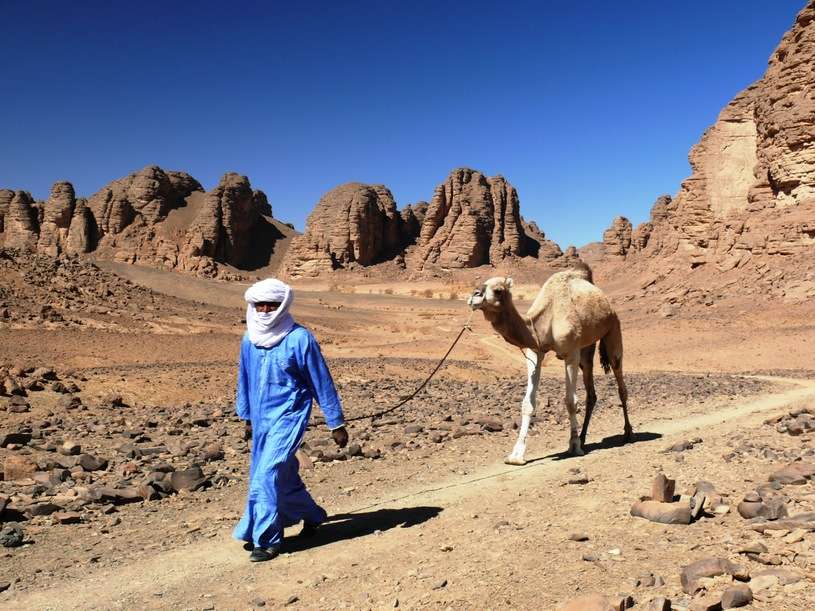 Kamel in Algerien. Puzzlespiel online