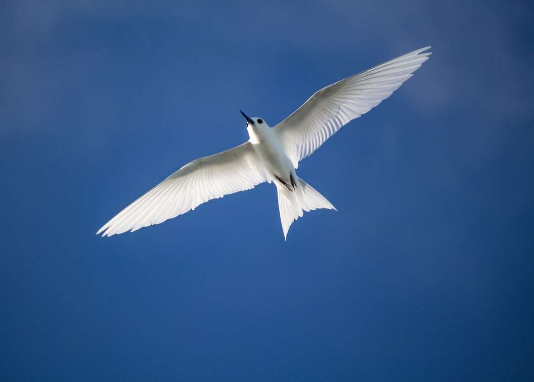 vit fågel som flyger i himlen pussel på nätet