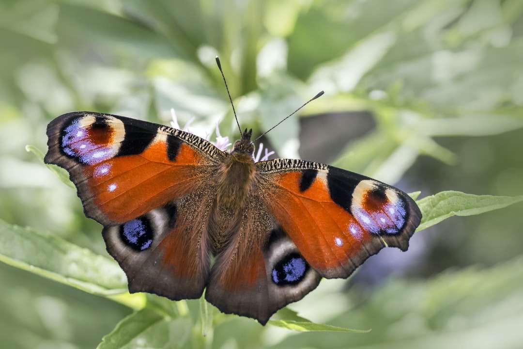 Farfalla di pavone appollaiata sulla foglia verde puzzle online