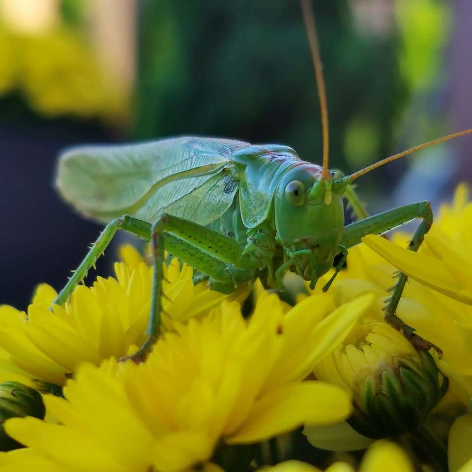 Kobylka na květině skládačky online