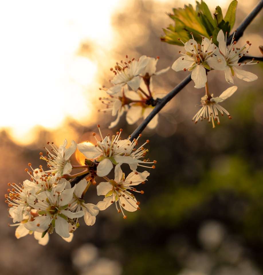 Blossom de cerejeira branca em flor durante o dia quebra-cabeças online