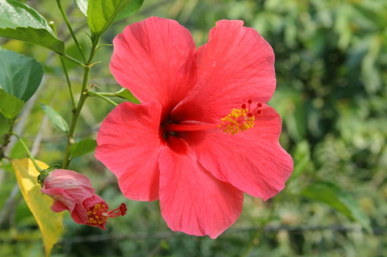 κόκκινο λουλούδι παζλ online