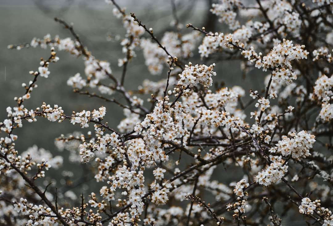 білі квіти в нахил зсув лінзи пазл онлайн