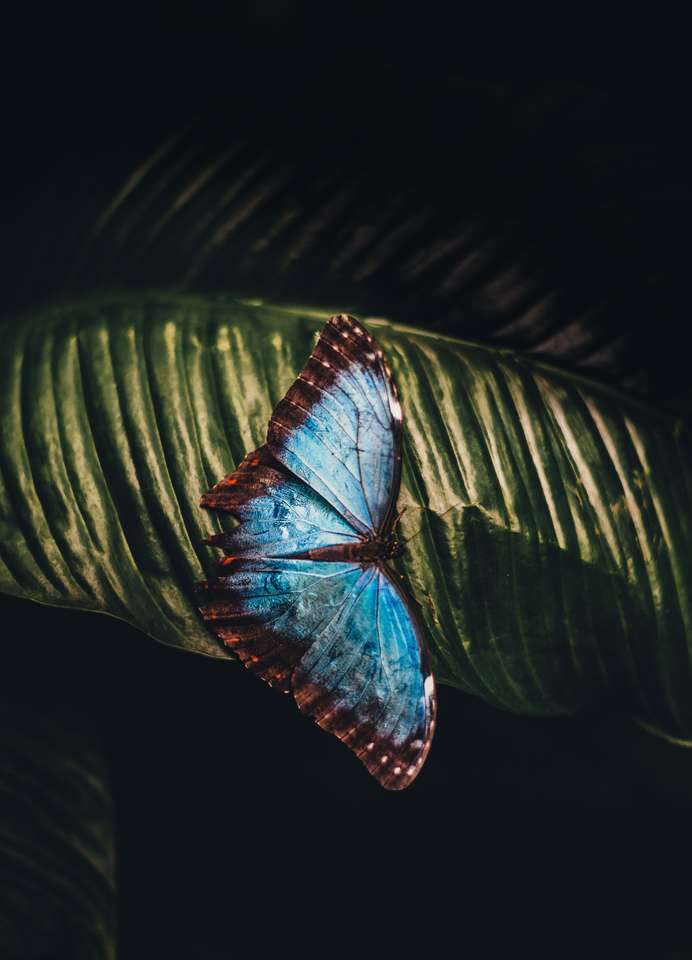 Голубая бабочка онлайн-пазл