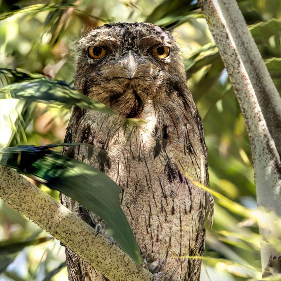 коричнева сова на гілці дерева в денний час онлайн пазл