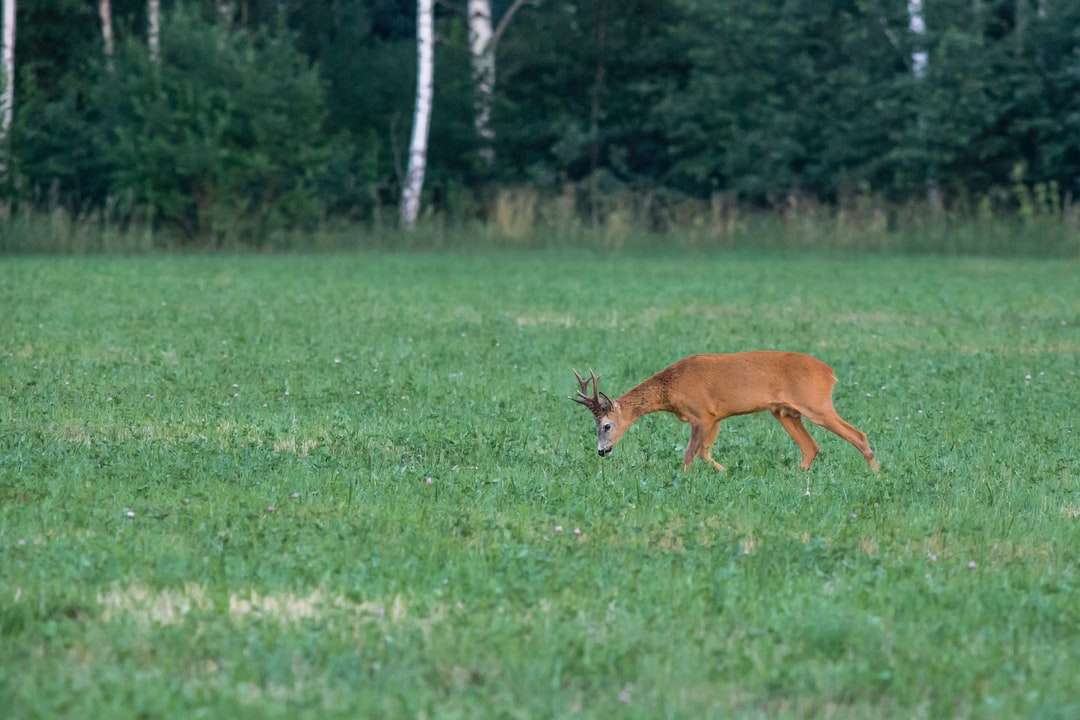 brun hjort på grönt gräs fält under dagtid Pussel online