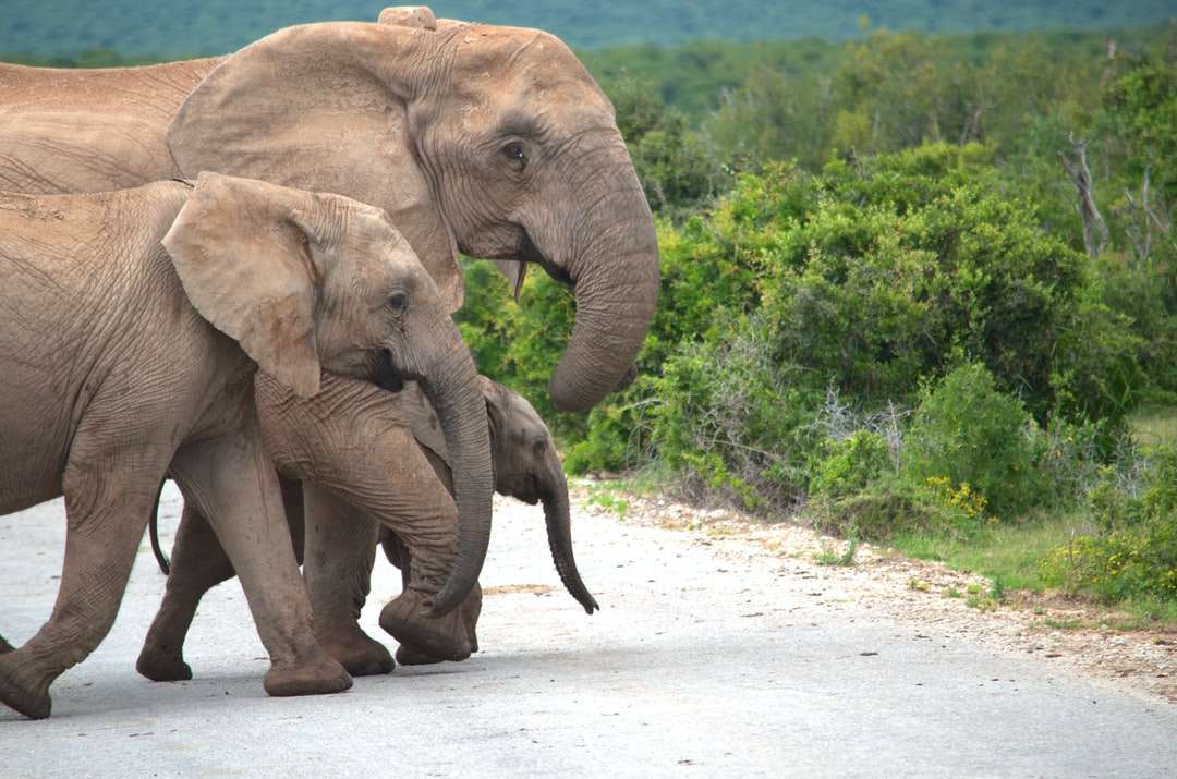 Καφέ ελέφαντα με τα πόδια σε λευκό άμμο κατά τη διάρκεια της ημέρας παζλ online