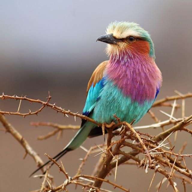 Цветна птица. онлайн пъзел