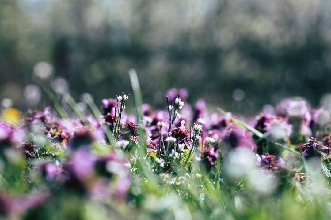 Flori purpuriu în lentilă de schimb de înclinare jigsaw puzzle online