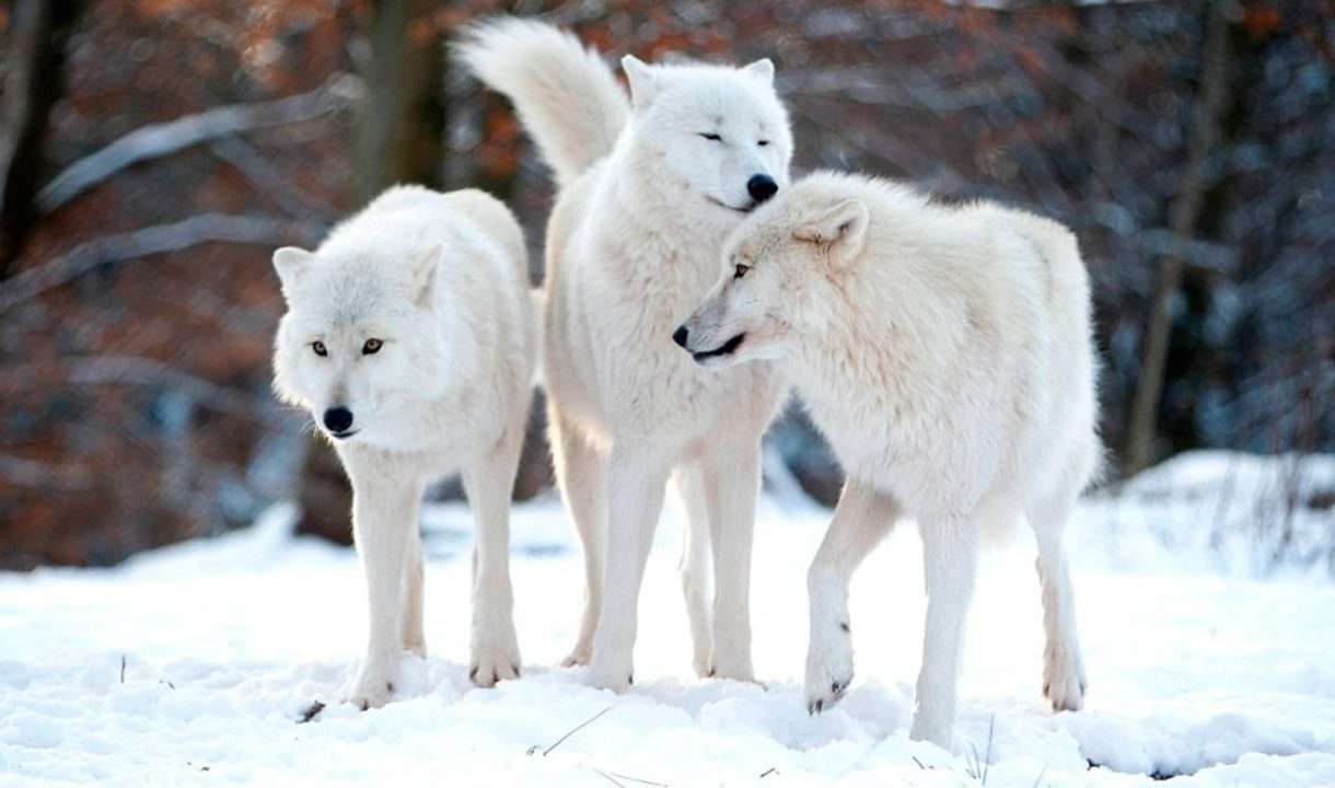 Арктически вълци онлайн пъзел