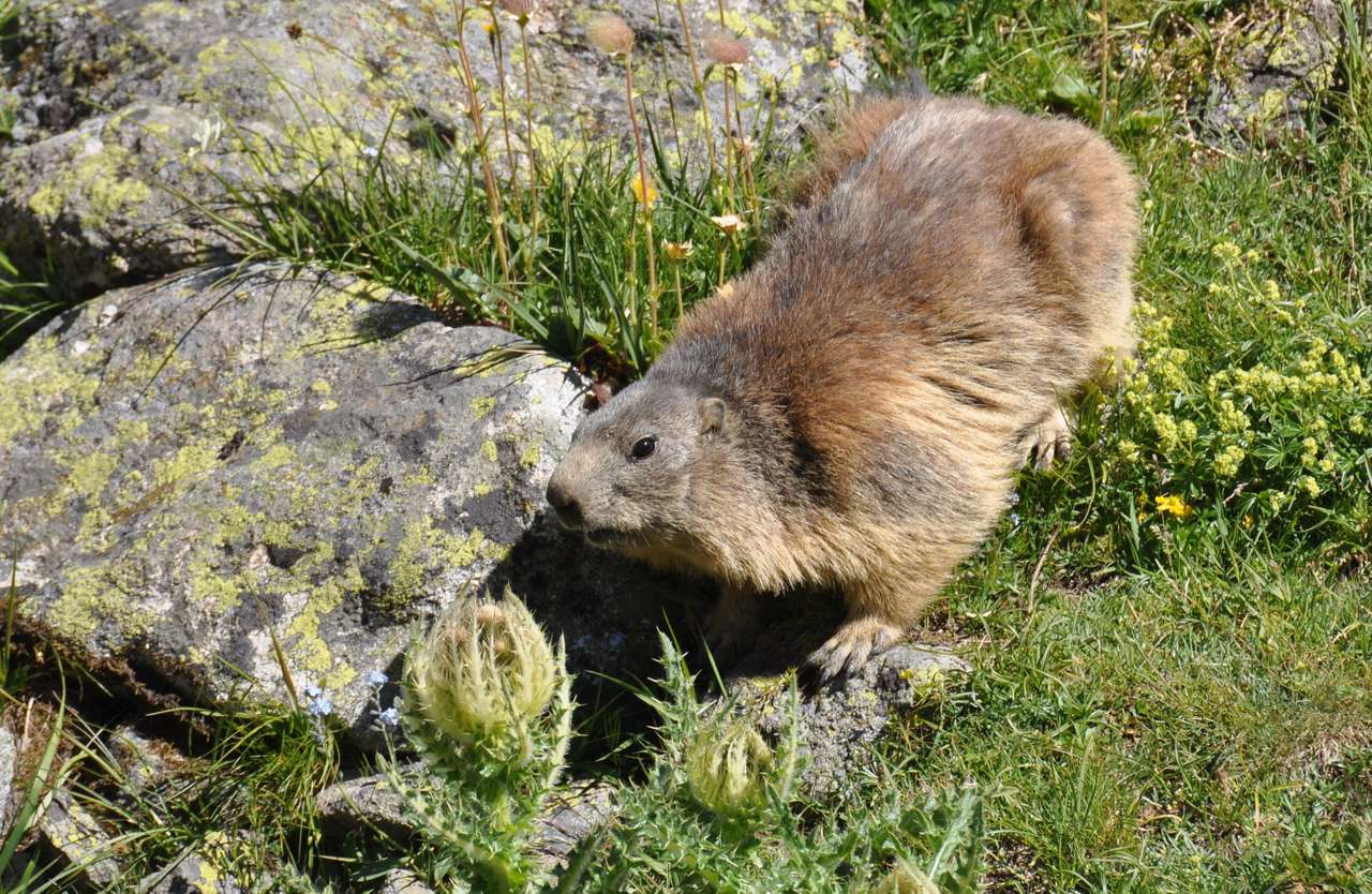 Marmotte col d'arsine онлайн пъзел