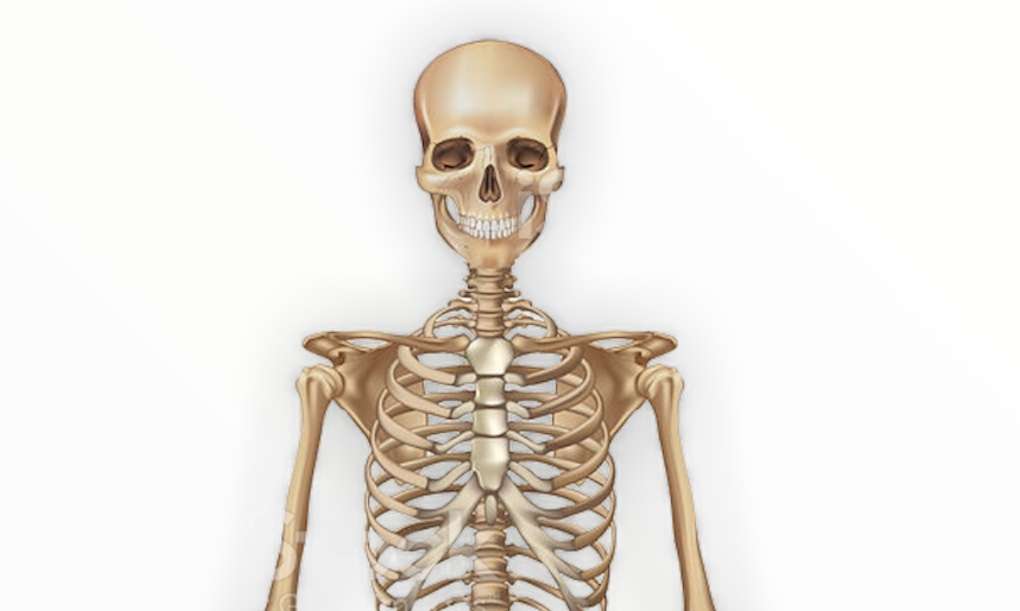 Esqueleto alto frontal puzzle online