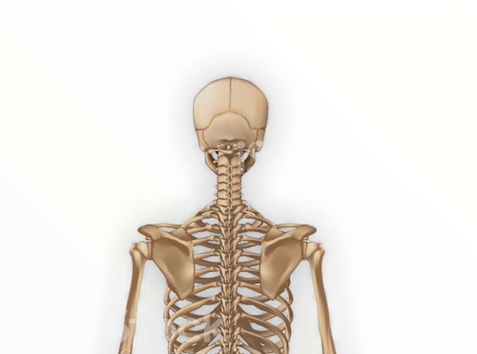 High post skeleton jigsaw puzzle online