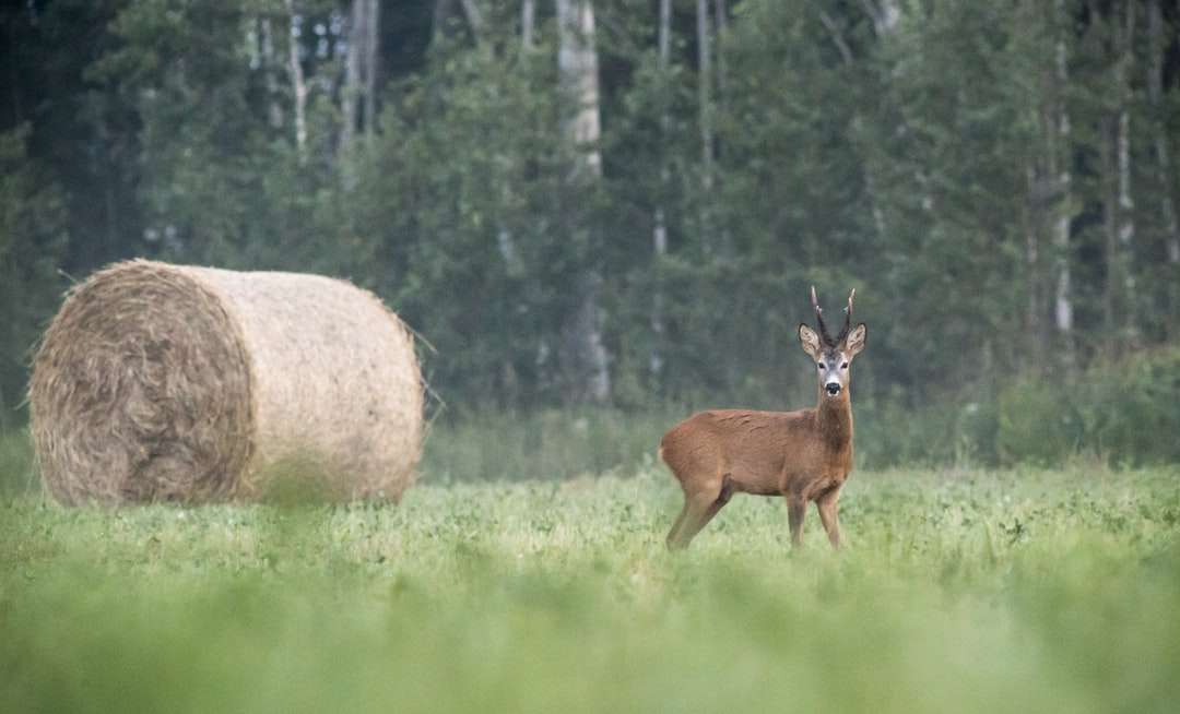 Cervos marrons no campo de grama verde durante o dia puzzle online