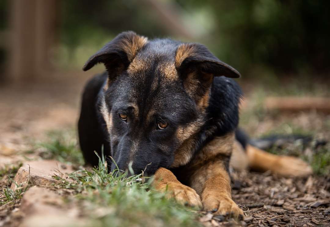 Schwarz und Tan Deutscher Schäferhund liegend auf grünem Grasfeld Online-Puzzle