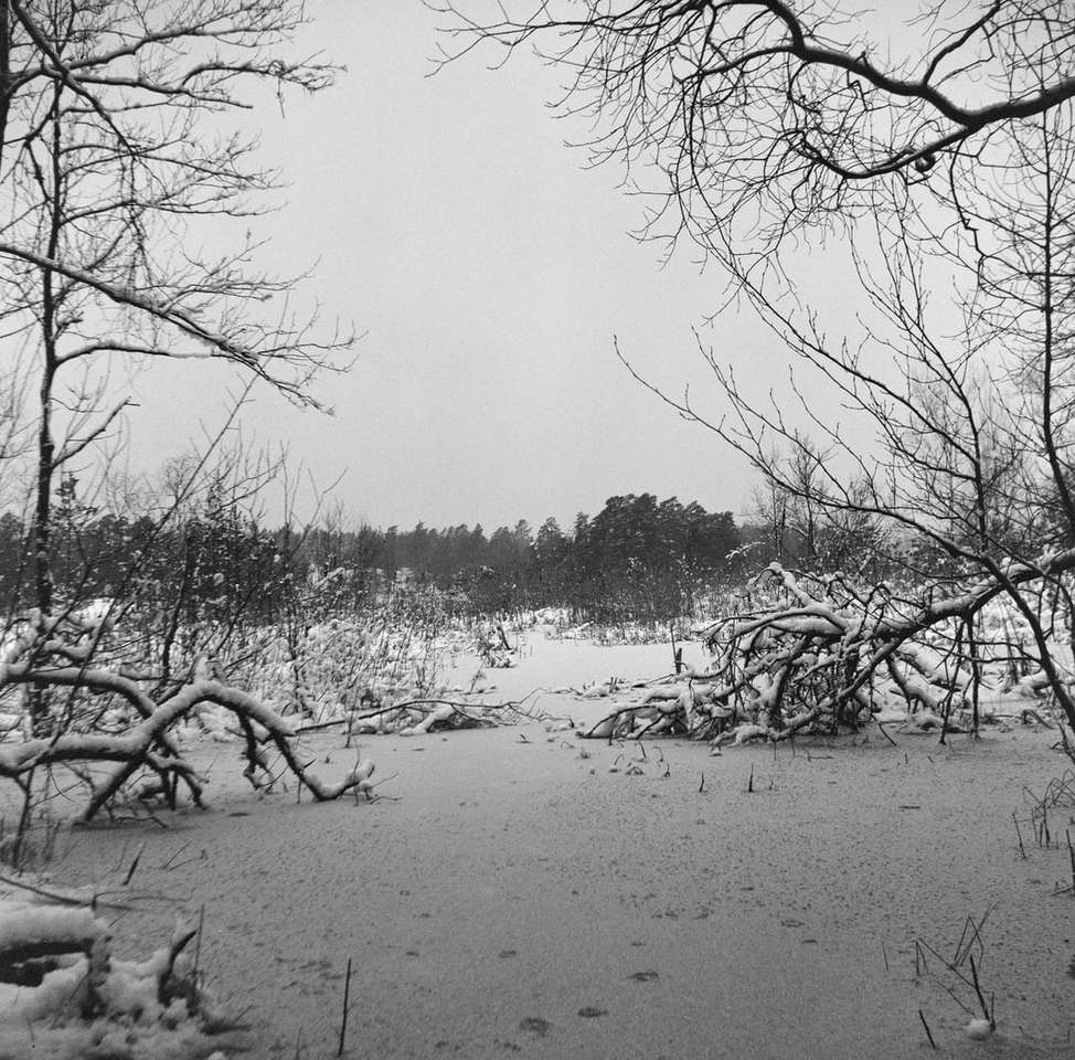 Photo de niveaux de gris d'arbres nus sur le sol couvert de neige puzzle en ligne