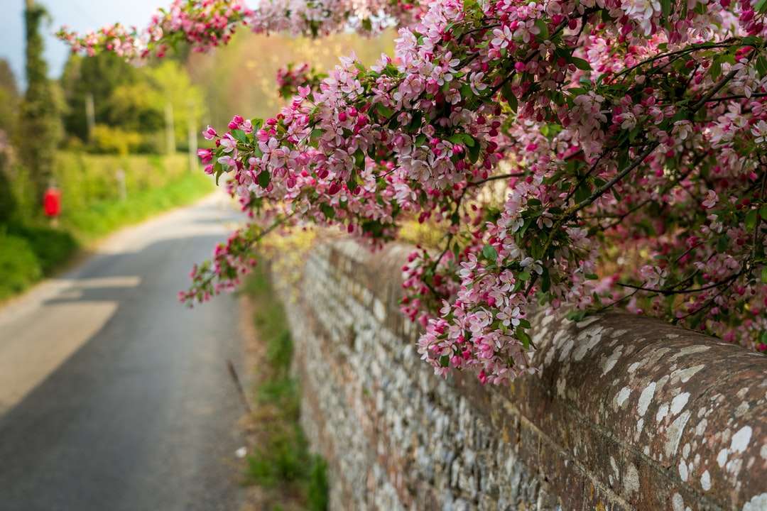 Fiori rosa accanto a muro di cemento grigio puzzle online