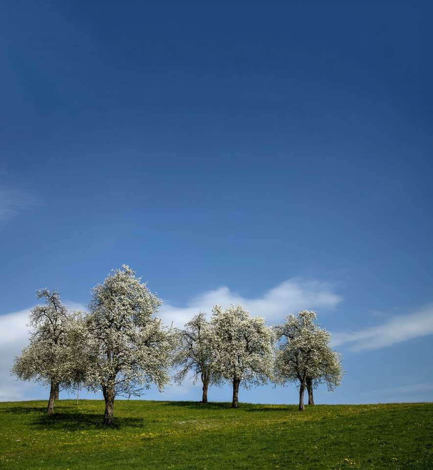 Árvores verdes no campo de grama verde sob o céu azul quebra-cabeças online