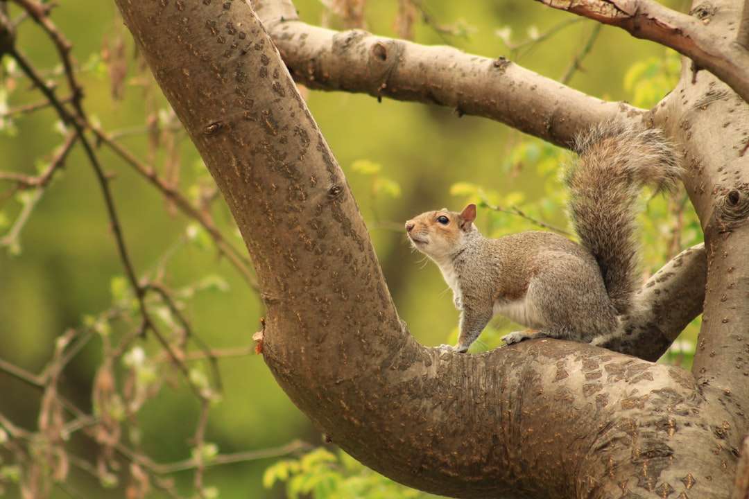 Braunes Eichhörnchen auf brauner Baumast während der Tageszeit Online-Puzzle