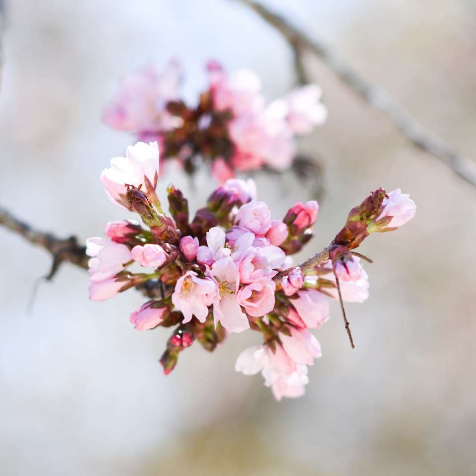Flores cor-de-rosa e brancas no ramo de árvore marrom puzzle online