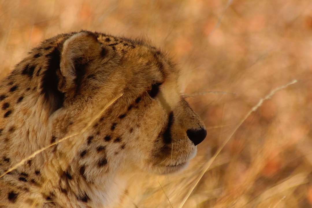 Cheetah sur le champ d'herbe brune pendant la journée puzzle en ligne