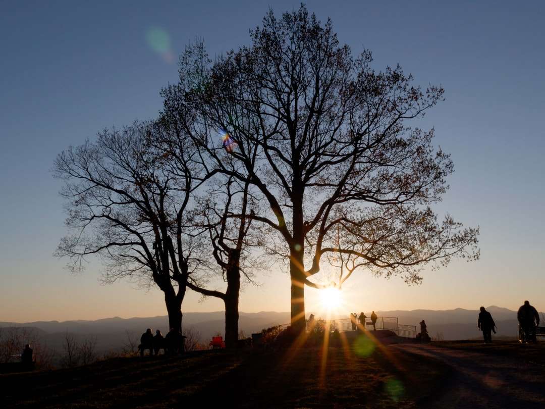 Silhuett av träd under solnedgången pussel på nätet