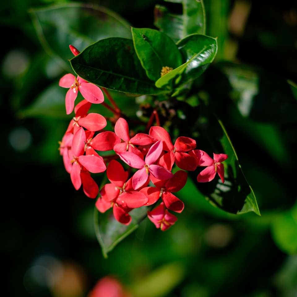 Flor vermelha com folhas verdes puzzle online