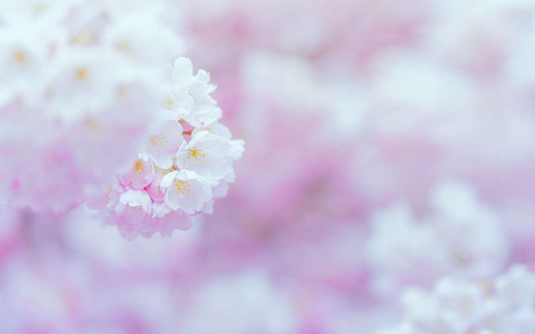 Бял и розов черешов цвят в затворена фотография онлайн пъзел